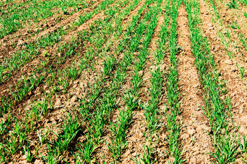 Sprouting corn field © Travel_Master