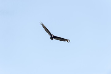 Turkey Vulture approaching