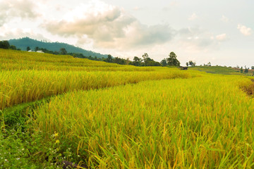 Obraz premium Rice terraces