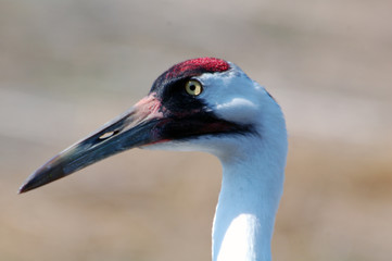 Whooping crane