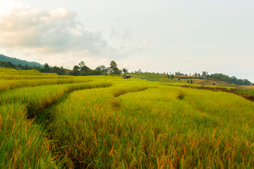 Fototapeta premium Rice terraces