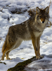 Coyote