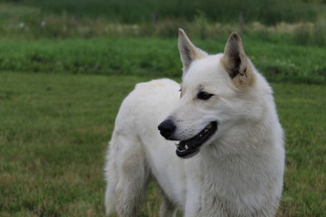 White Husky