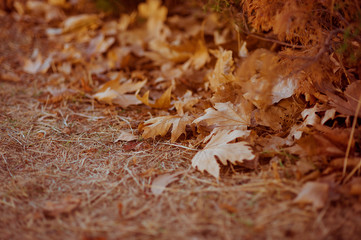 fallen leaves in autumn forest at sunny weather