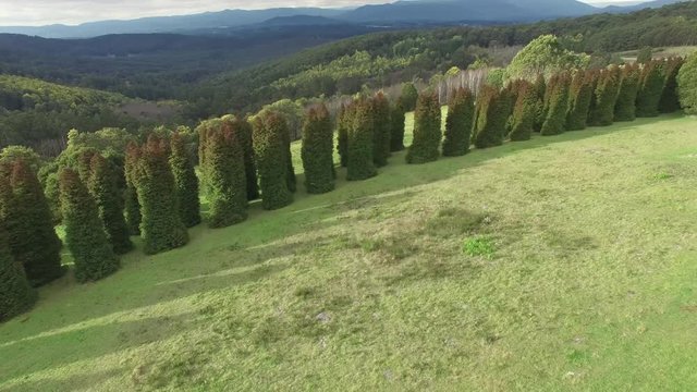 Slow aerial rise above conifer trees looking at beautiful forest in Dandenong Ranges, Melbourne, Australia
