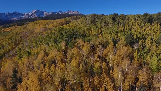 Aerial drone video during fall with aspen trees turning yellow