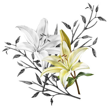 illustration of beautiful flower  on  white background