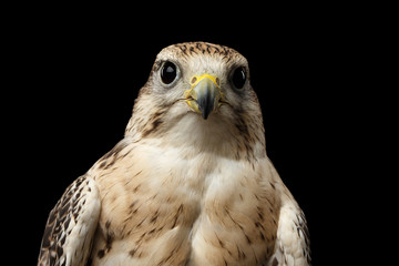Close-up Bird Portrait Saker Falcon, Falco cherrug, isolated on Black background