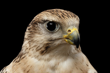 Close-up Bird Portrait Saker Falcon, Falco cherrug, isolated on Black background