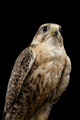 Close-up Bird Portrait Saker Falcon, Falco cherrug, isolated on Black background