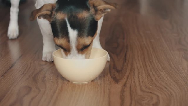 Small dog breed the Jack Russell Terrier is eating something from the bowl to move it on the wooden floor