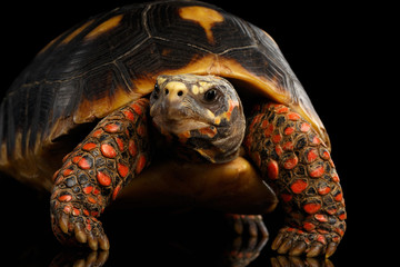 Naklejka premium Close-up of Red-footed tortoises, Chelonoidis carbonaria, Isolated black background with reflection, front view on funny pose