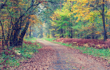 Fototapeta premium Pathway through the beautiful autumn forest.
