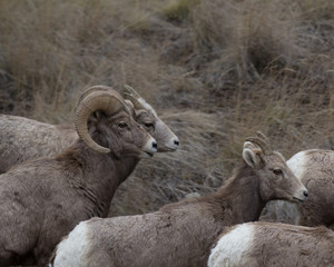 Bighorn Sheep