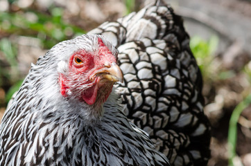 Grumphy chicken