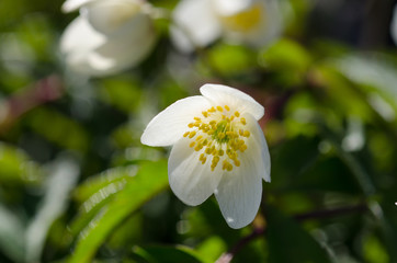 Wood anemone in early spring
