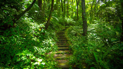 Steps and Walkway Climbing Through Dense Green Tropical Jungle - Luzon, Philippines - obrazy, fototapety, plakaty