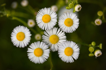 Flowers of white Erigeron