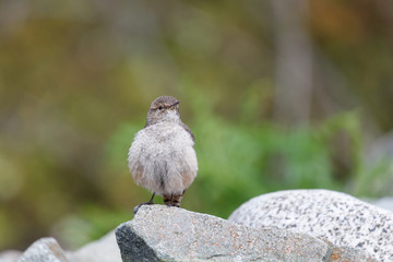 Rock Wren