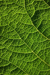 Green leaf, macro photo