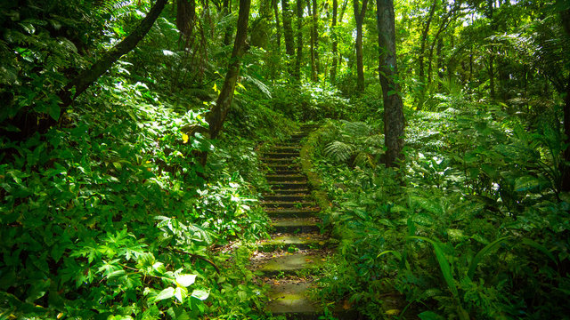 Steps and Walkway Climbing Through Dense Green Tropical Jungle - Luzon, Philippines