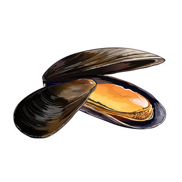 Mussels, Isolated Illustration