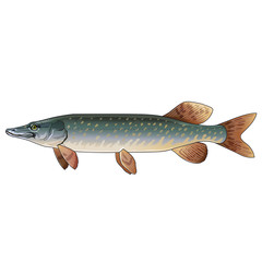 Naklejka premium Pike, Isolated Illustration
