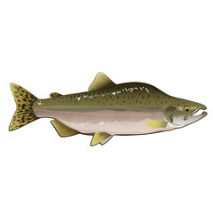 Naklejka premium Pink Salmon, Isolated Illustration