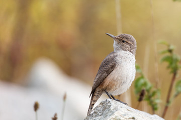 Rock Wren