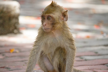 可愛いサル