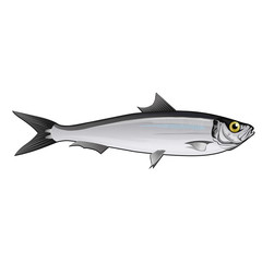 Sardine, Isolated Illustration