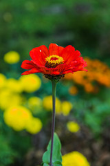 Gerbera flower in the garden