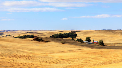 Fototapeta na wymiar Palouse wheatfield