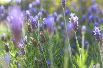 Fototapeta premium Closeup on lavender herb green and purple outside
