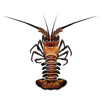 Spiny Lobster, Isolated Illustration