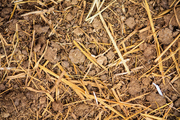 Cow manure texture background