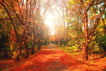 Obraz premium Alley with red leaves in autumn park