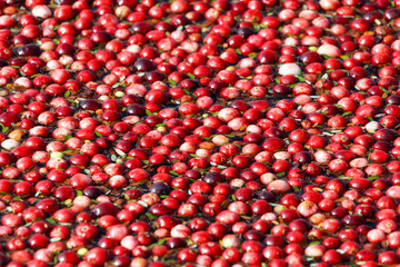 Cranberry harvest