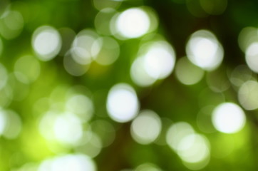 Bokeh color tone moss, Abstract natural  background.