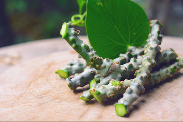 Tinospora cordifolia herb (Heart-leaved moonseed, guduchi, giloy, crispa) on wooden background.