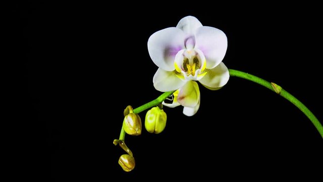 Time Lapse - Blooming White Orchid Phalaenopsis Flower with Black Background