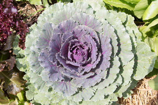 Ornamental cabbage in vegetable garden