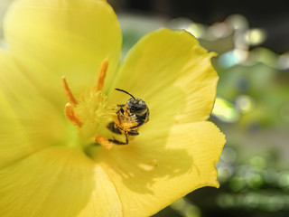 Honey bee coolecting food in the morning.