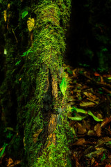 Nature in Kew Mae Pan nature trail