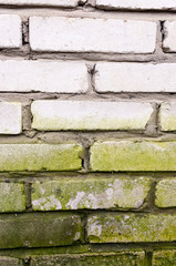White Brick masonry covered with green moss  