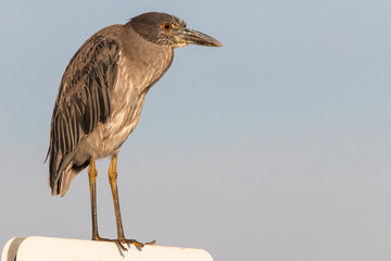  A night heron standing on a sign. 