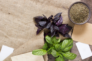 Basil fresh and dry