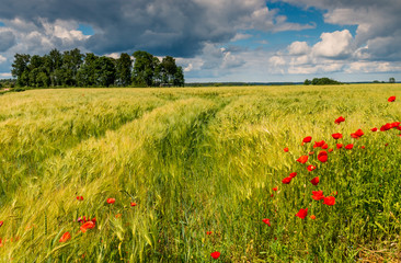 Field with ripening wheat and blossomed poppies