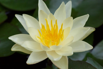 A white water lily in a pond.