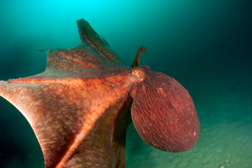 Giant octopus in the deep sea